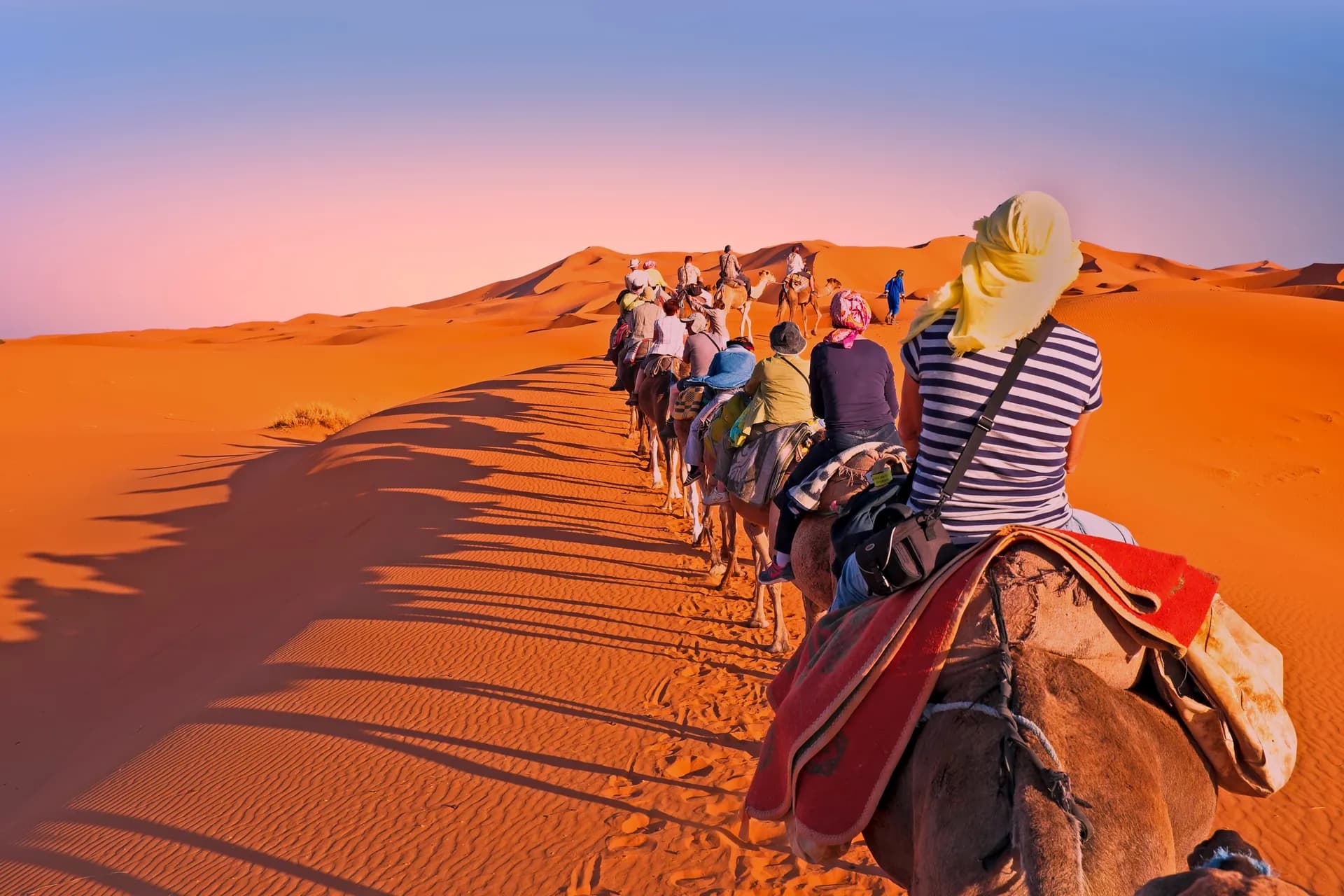 Camel caravan crossing Sahara desert dunes at sunset near Merzouga